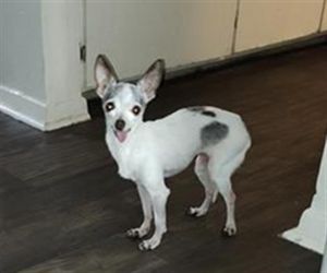 KHLOE, Senior Female unknown
