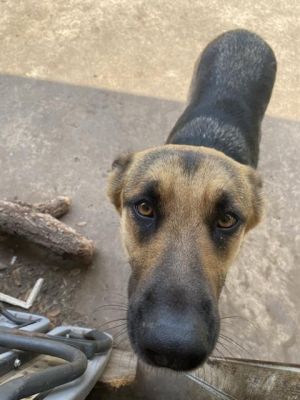 NALA, Adult Female unknown