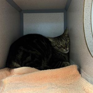 MOON, Young Male Domestic Short Hair