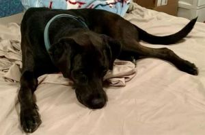 SCOUT, Senior Female unknown