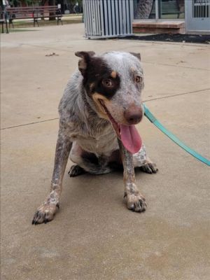 CHARLIE, Adult Male Australian Cattle Dog / Blue Heeler