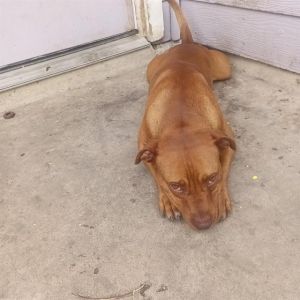 SLEEPY, Young Male American Staffordshire Terrier