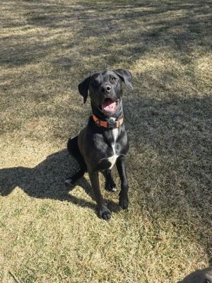 RAMBO, Young Male American Staffordshire Terrier
