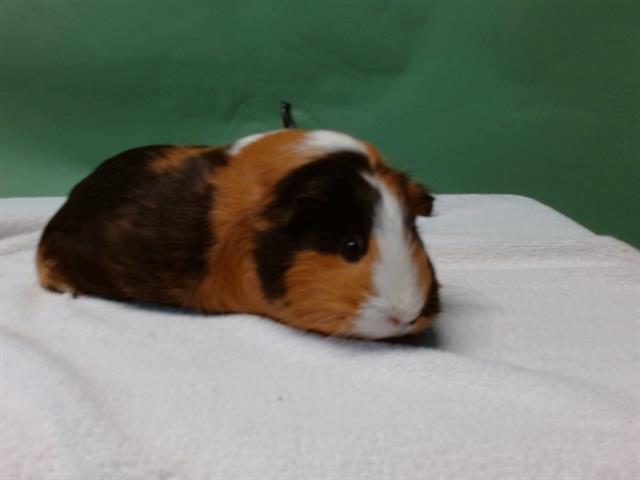 BUTTERCUP