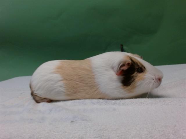 BISCUIT