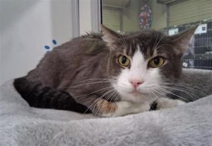 ROSCOE Domestic Short Hair Cat