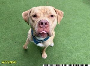 EARL, Adult Male Pit Bull Terrier