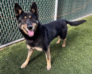 Hi My name is Robin and I am available for adoption I was brought in by a good Samaritan on
