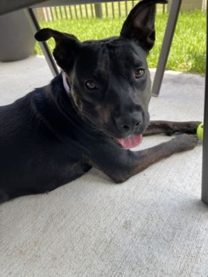 Meet Selene the gentle soul with a playful heart Selene is a calm loving pup whos as sweet as they