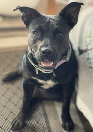 Meet Selene the gentle soul with a playful heart Selene is a calm loving pup whos as sweet as they