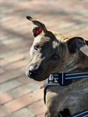 Alfalfa is a wiggly silly sweet lady She loves to meet and get pets from new people She loves 