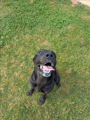 This animal was rescued by A Citizen Date animal was rescued 041725 Date animal was brought to t