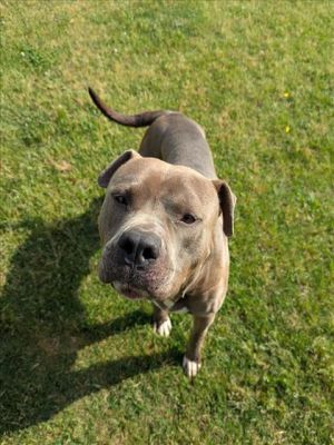 This animal was rescued by Animal Services Date animal was rescued 041825 Date animal was brough