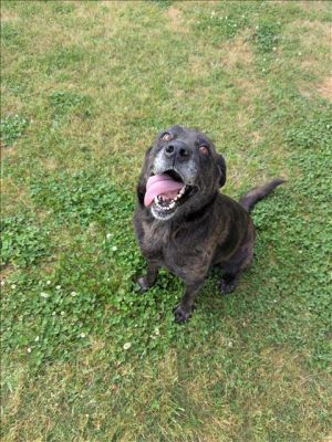This animal was rescued by Animal Services Date animal was rescued 041625 Date animal was brough