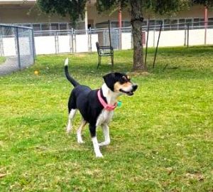 LITTLE BIT, Adult Female Beagle