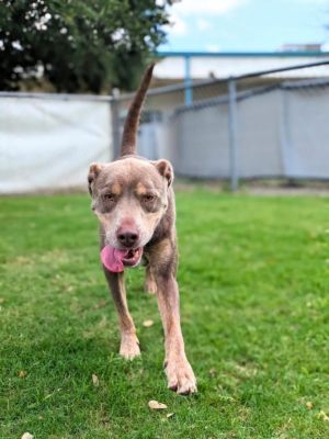 EMERALD MOONSTONE, Young Female Pit Bull Terrier