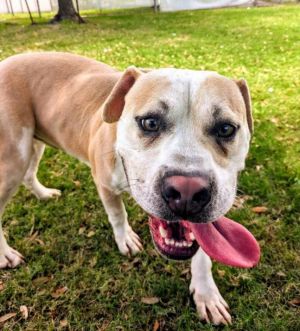 PEANUT, Young Male Pit Bull Terrier