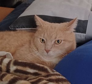 Tobias, Adult Male unknown