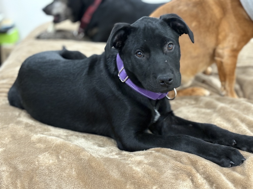 Bernice (SC Labs)