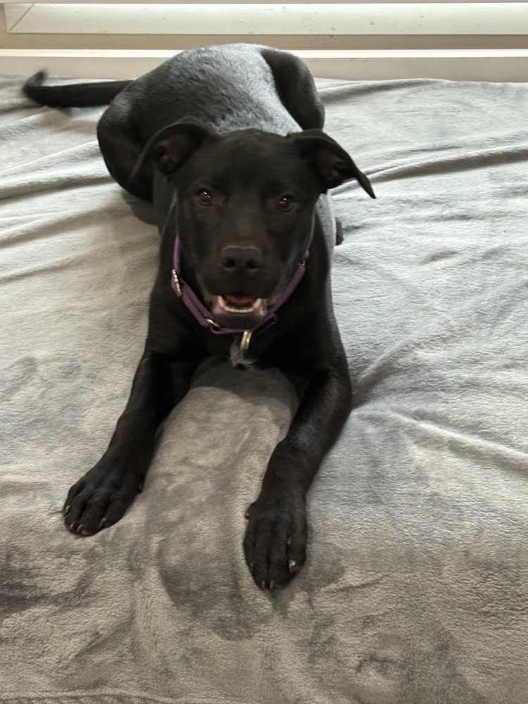 Bernice (SC Labs)