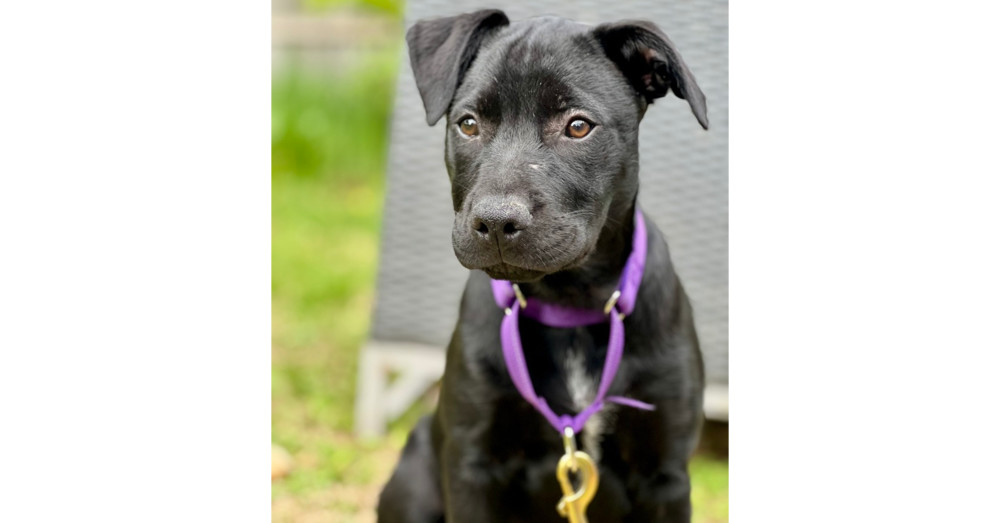 Bernice (SC Labs)