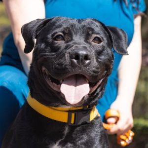 Midnight is a stocky handsome goofball who is full of charm and playful energy Midnight loves spen