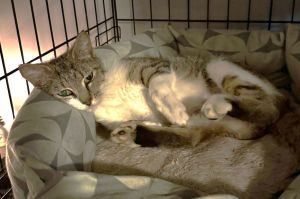 Mia KW in RI, Young Female unknown