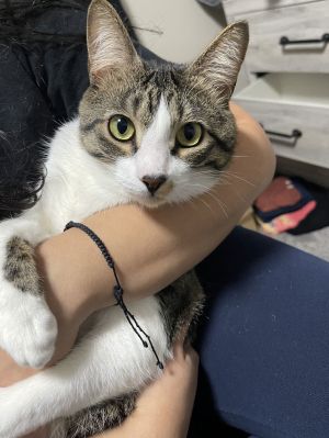 Bandit, Young Male Domestic Short Hair