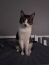 Bandit photo 3