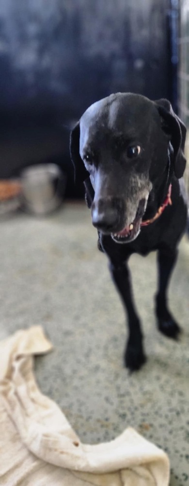 Bella