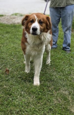 Bruno, Adult Male Australian Shepherd