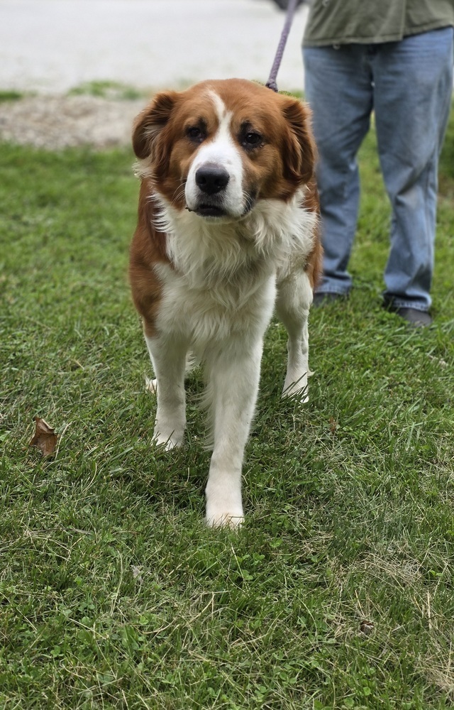 Bruno