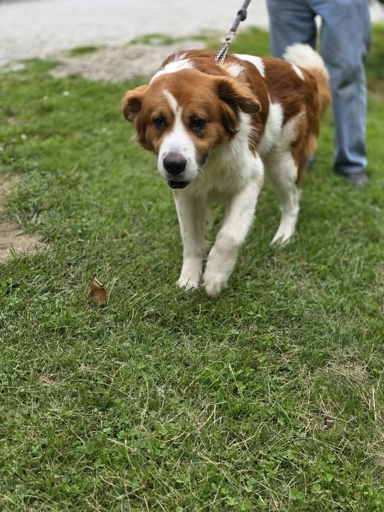 Bruno