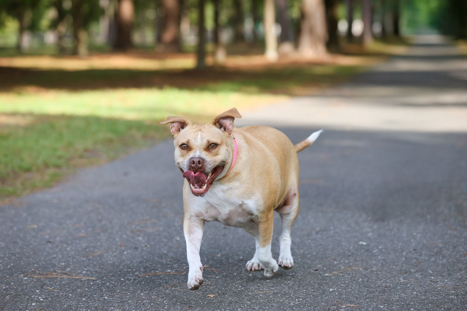 Gracie Jacks