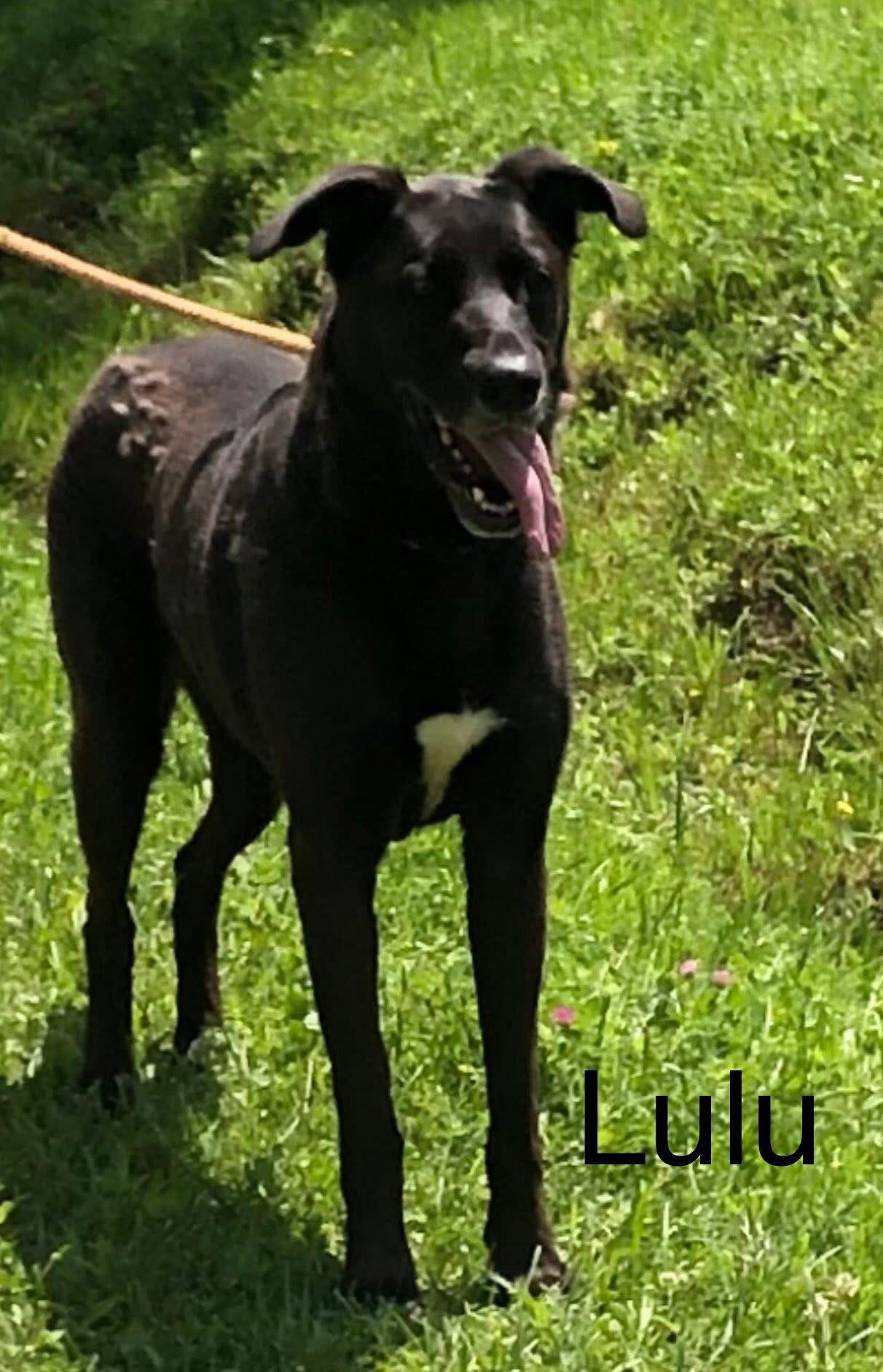 Lulu