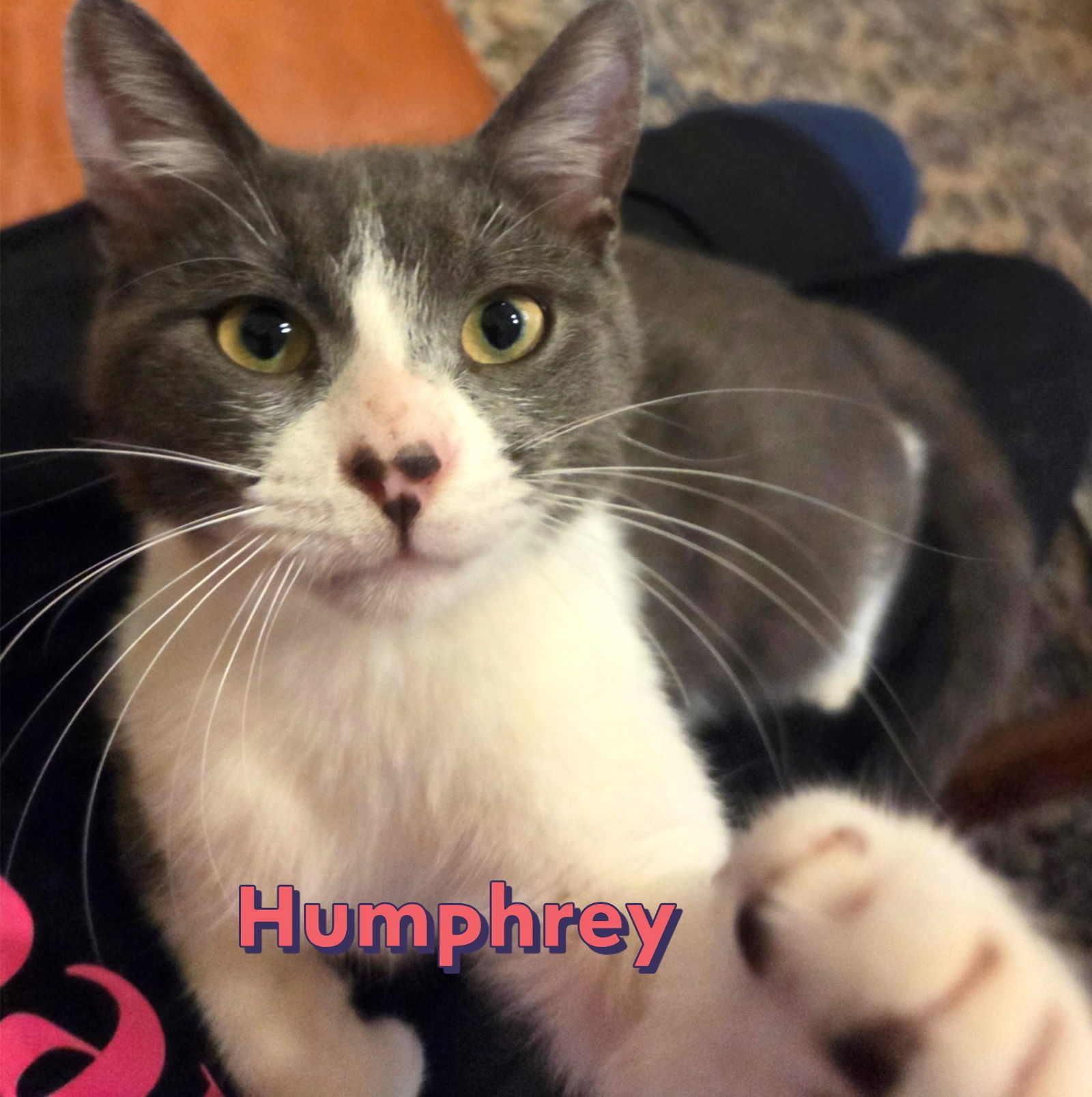 Humphrey #charming-four