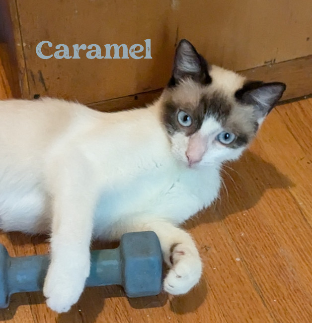 Caramel #charming-four