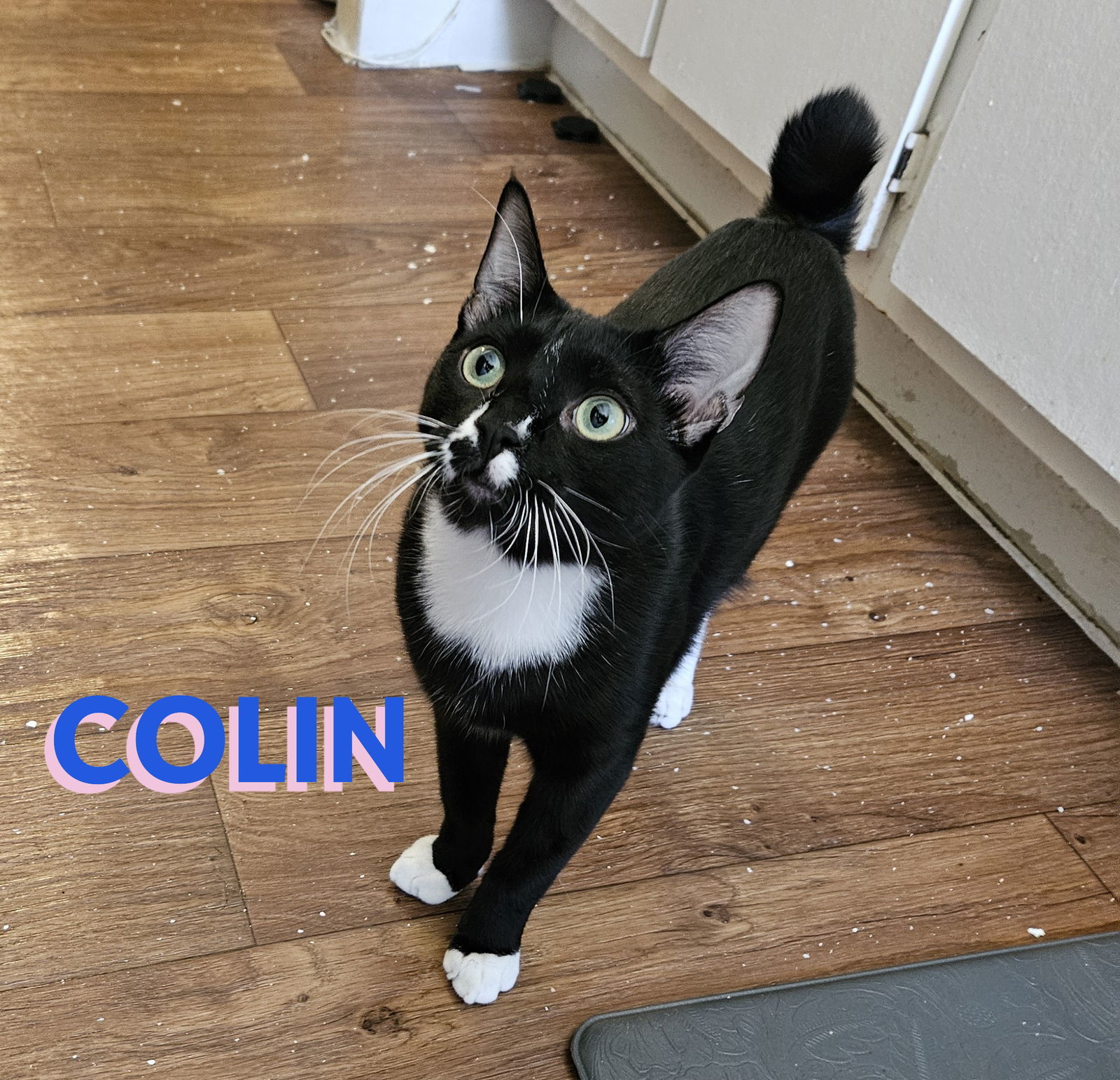 Colin #stubby-tailed