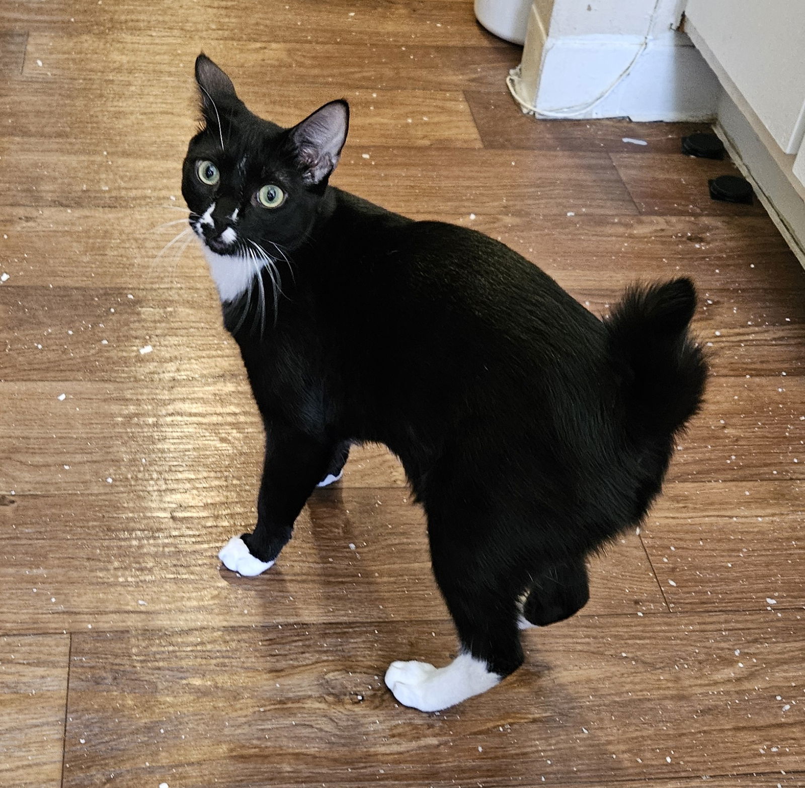 Colin #stubby-tailed