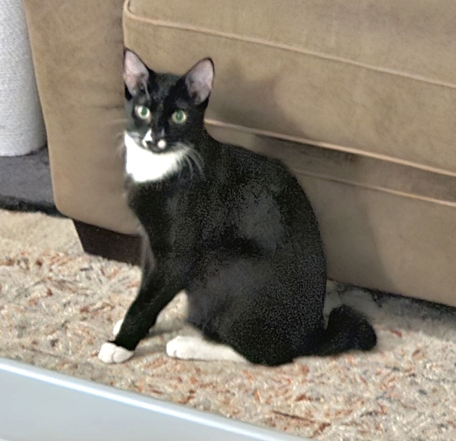 Colin #stubby-tailed