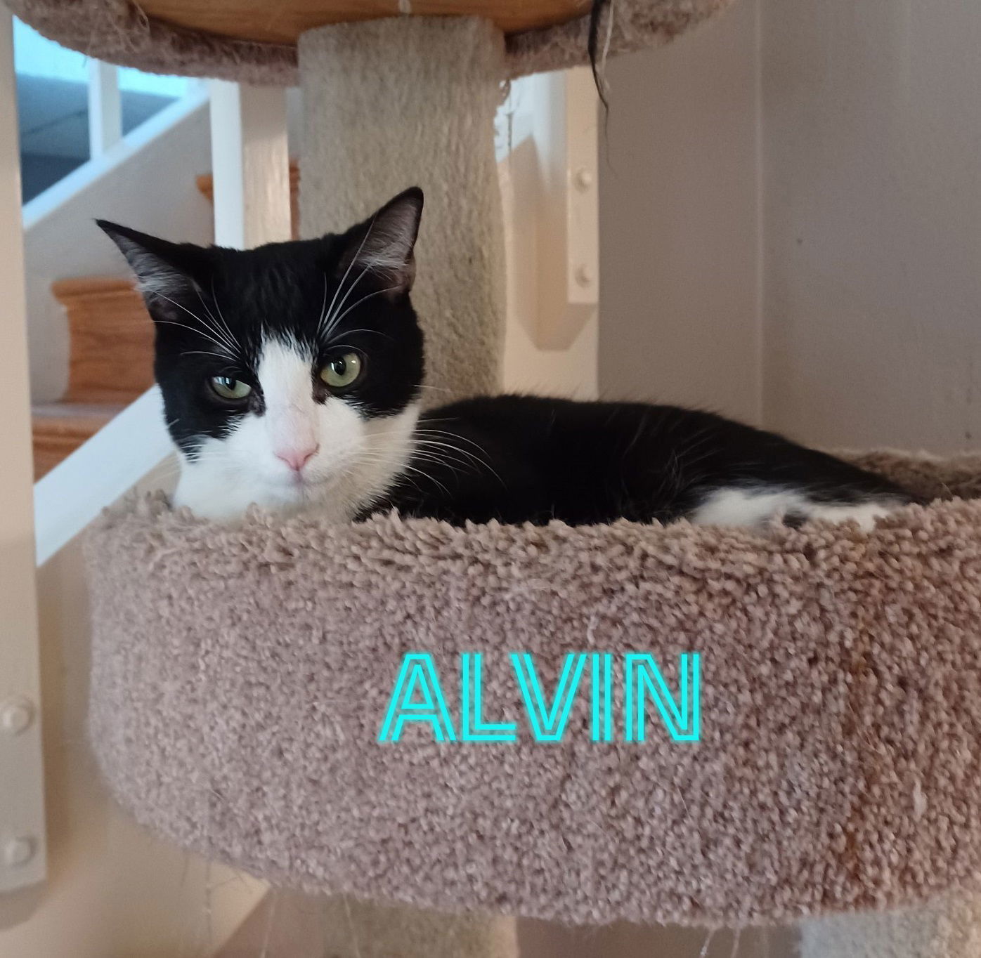 Alvin #lap-hugger