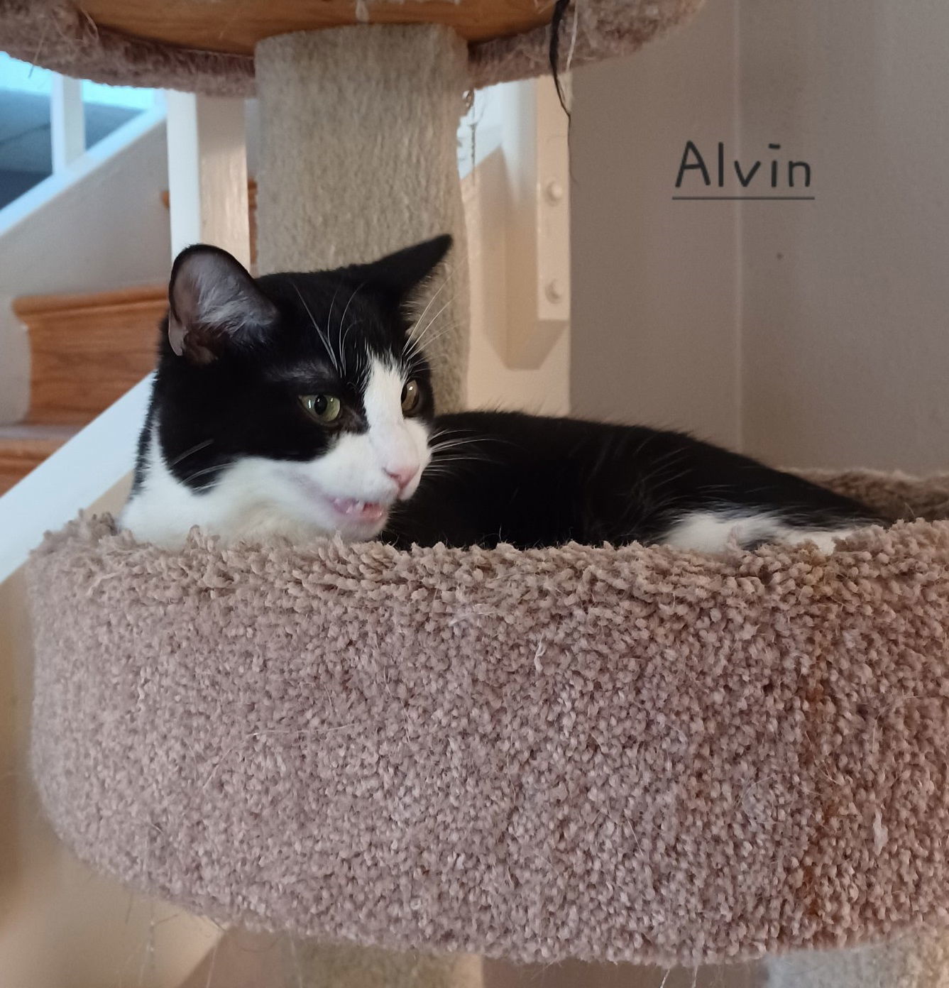 Alvin #lap-hugger