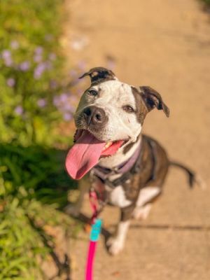 Tulip, Adult Female Mixed Breed