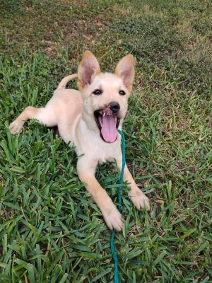 You can fill out an adoption application online on our official websiteBarrett TX is a male terri