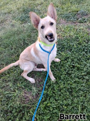 You can fill out an adoption application online on our official websiteBarrett TX is a male terri
