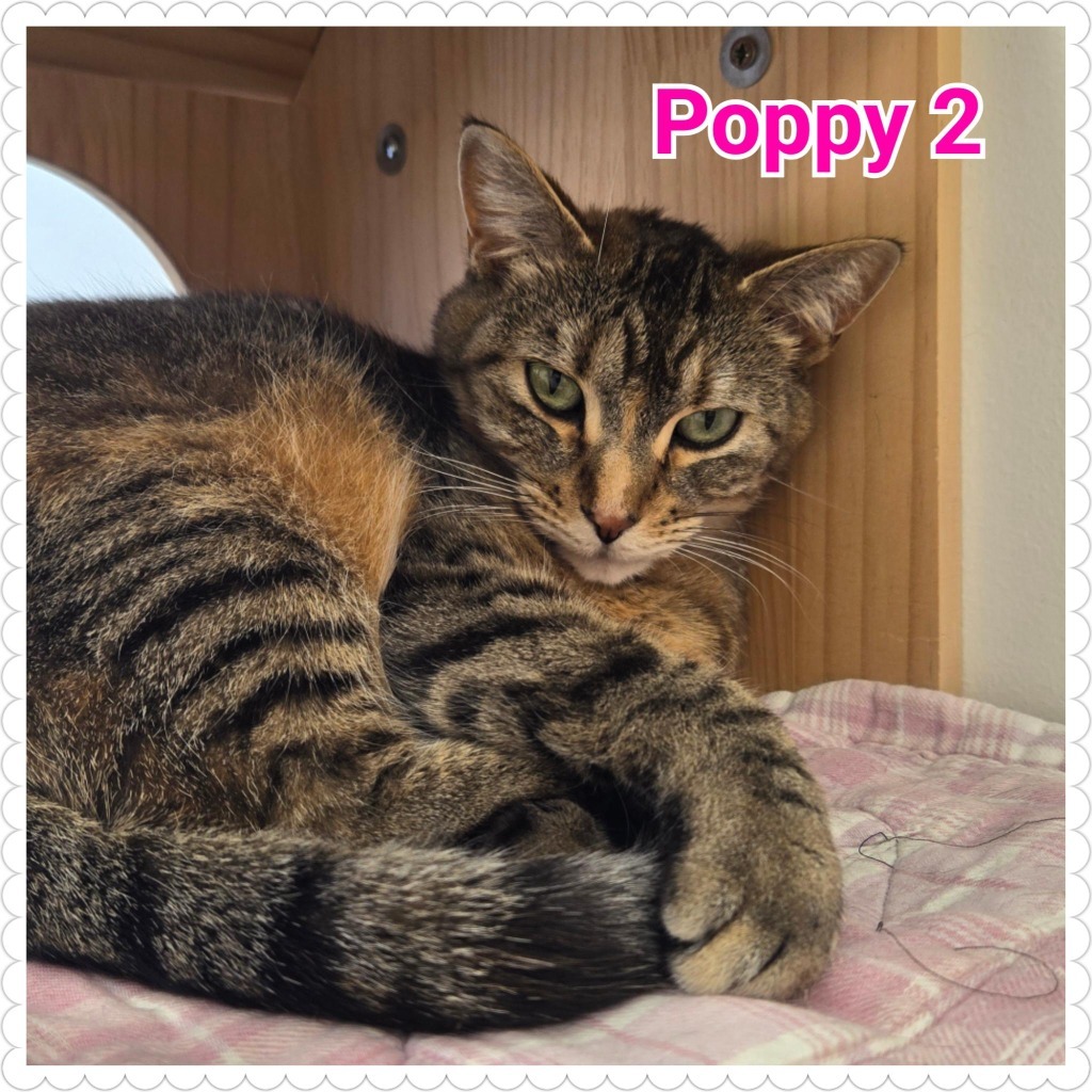 Poppy (2)