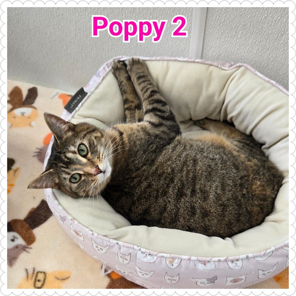 Poppy (2)