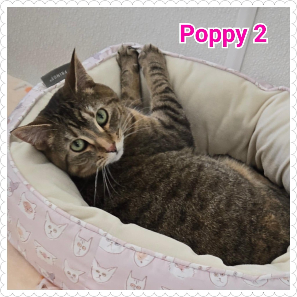 Poppy (2)