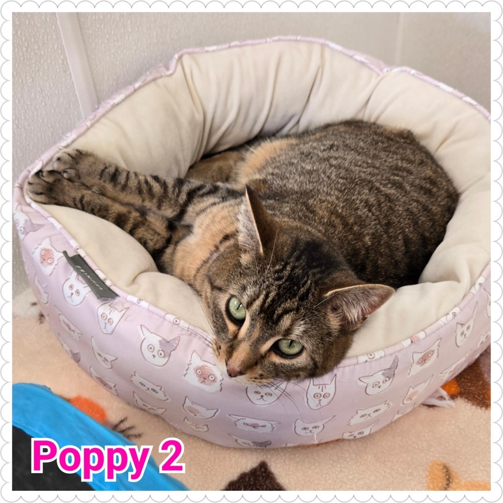 Poppy (2)