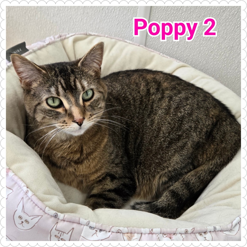 Poppy (2)